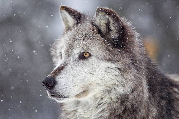 Gray Wolf  in Winter Gray Wolf and winter snow   canis lupus stock pictures, royalty-free photos & images