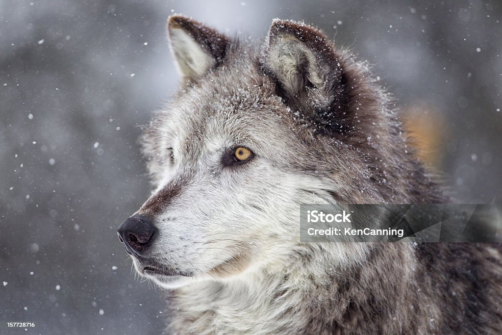 Lobo Cinzento no inverno - Foto de stock de Lobo - Cão Selvagem royalty-free