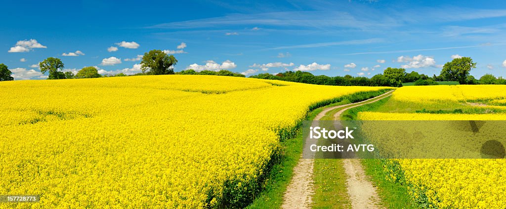 Spring Landscape with Winding Dusty Farm Road Through Canola Fields stitched from 2 D3x frames Oilseed Rape Stock Photo