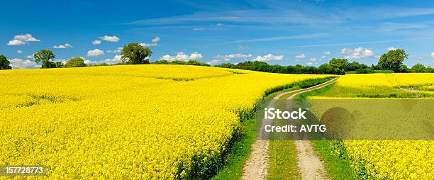 Spring Landscape With Winding Dusty Farm Road Through Canola Fields Stock Photo - Download Image Now