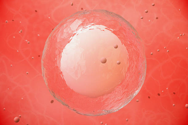 Through The Microscope Cells Stock Photo - Download Image Now - Human Egg, Human  Cell, Science - iStock
