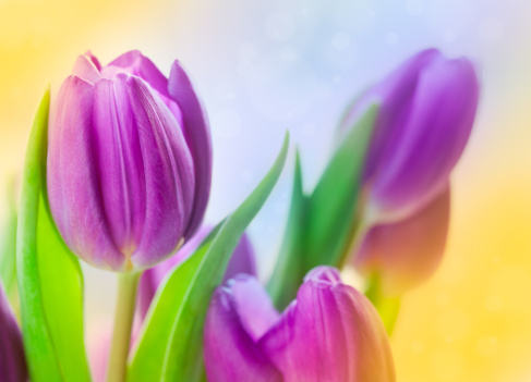 Purple tulips - flowers in vase in colorful surrounding
