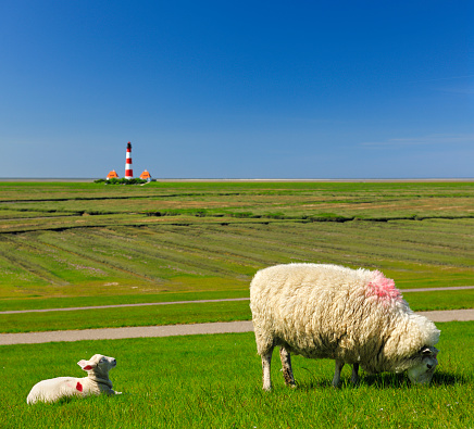 Sheep and Lamb on Dike against Westerheversand Lighthouse, Germany