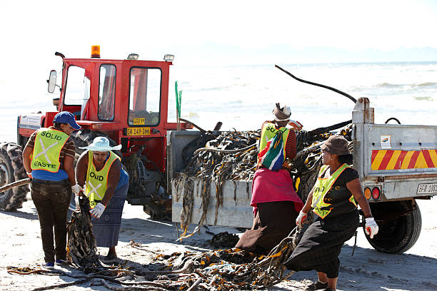 Dune rehabilitation under way north of Cape Town, South Africa. Barrier fences have been erected to keep people away from newly planted vegetation and to reduce the erosion of sand by the region's strong winds. Apartment buildings in Blouberg are visible in the distance.