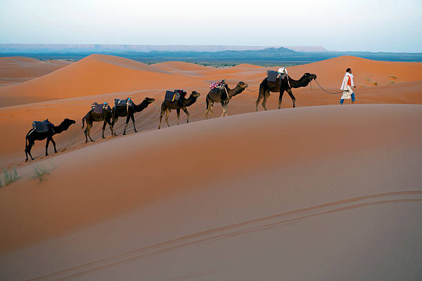 silhouettes of camels at sunset