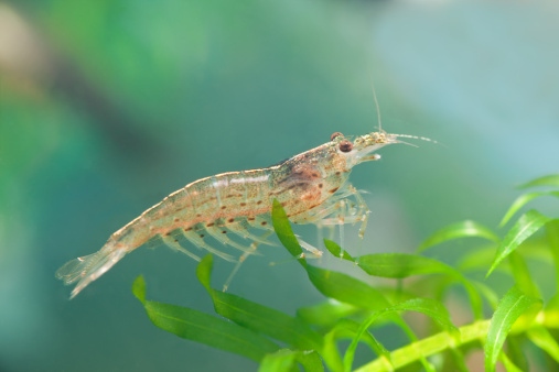 Macro of an Amano shrimp ( Caridina japonica ) in a fish tank