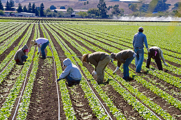 trabajadores de las granjas arrancar malas hierbas de espinaca en california - trabajador emigrante fotografías e imágenes de stock