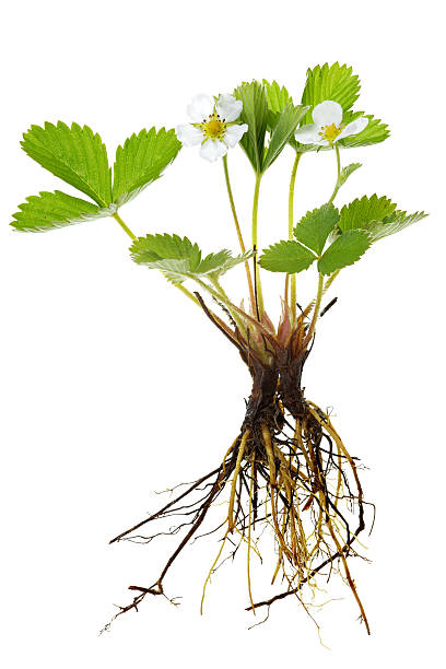 complete wild strawberry plant (fragaria vesca) isolated on white