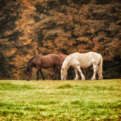 Three horses grazing, one white and two brown, in front of an autumn colored forest. Focus on the brown horses.