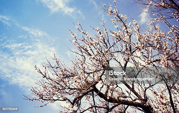 연두빛 아이리스입니다 고요한 장면에 대한 스톡 사진 및 기타 이미지 - 고요한 장면, 꽃 나무, 꽃 한송이