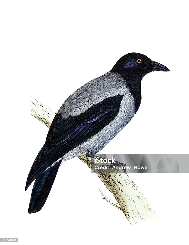 Hooded Crow-Hand Farbige Gravur - Lizenzfrei 19. Jahrhundert Stock-Illustration