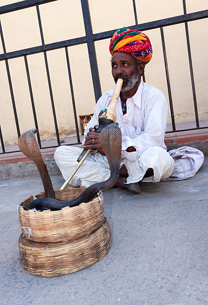 Snake Charmer Jaipur,India - March 14,2011: An indian snake charmer play on his flute with two cobras on the streets in Jaipur. snake hood stock pictures, royalty-free photos & images