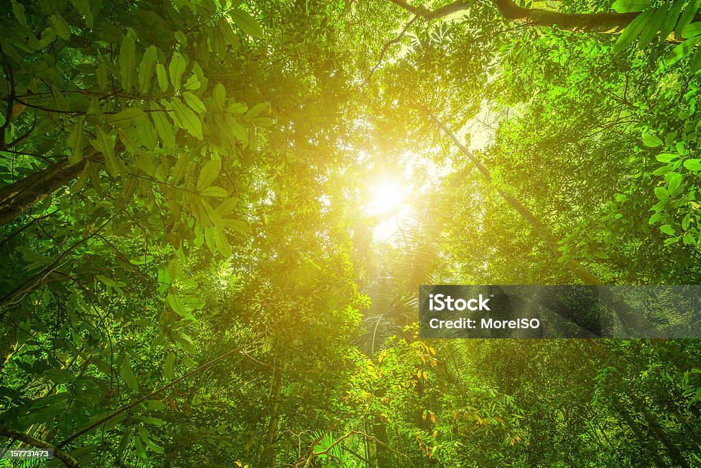Brilhante verde Floresta pluvial - Royalty-free Floresta pluvial Foto de stock