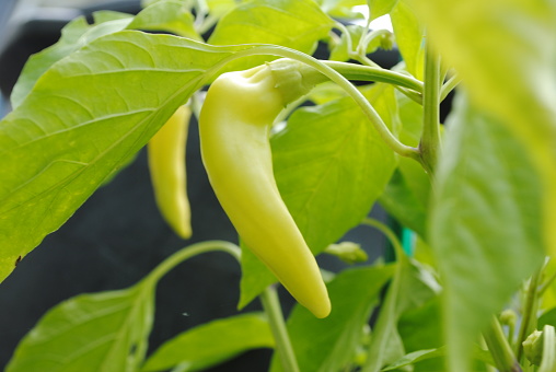 Banana peppers ready to be picked and eaten.