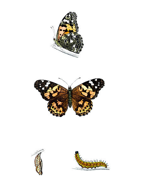 ilustrações de stock, clip art, desenhos animados e ícones de bela-dama-mão colorida gravação - caterpillar isolated white background insect