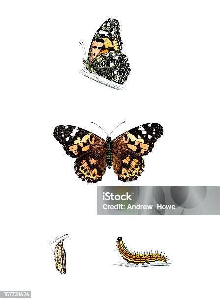 Painted Lady Hand Coloured Engraving Stock Illustration - Download Image Now - Butterfly - Insect, Caterpillar, Cocoon - Animal Stage