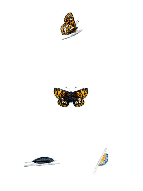 istock Duke of Burgundy Fritillary - Hand Coloured Engraving 157731630