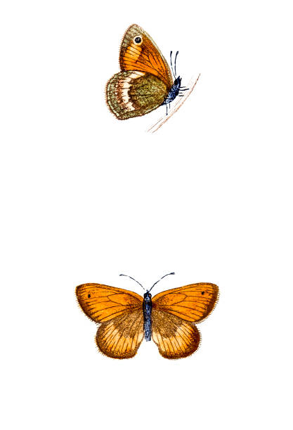 ilustraciones, imágenes clip art, dibujos animados e iconos de stock de menos meadow mano de color marrón-grabado - victorian style engraved image lepidoptera wildlife