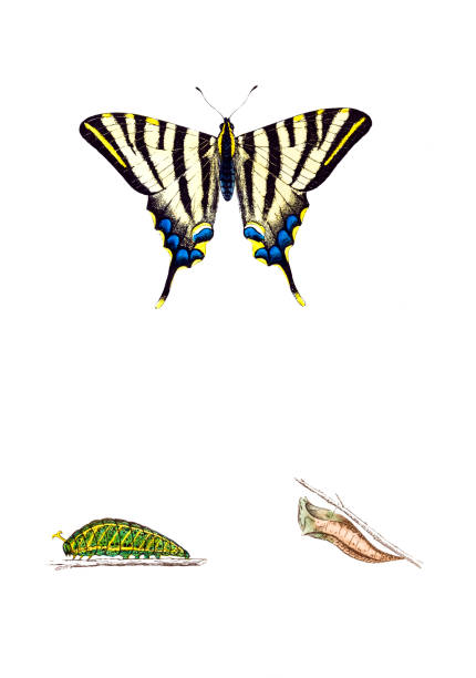 ilustraciones, imágenes clip art, dibujos animados e iconos de stock de macaón escaso mano de color, grabado - victorian style engraved image lepidoptera wildlife