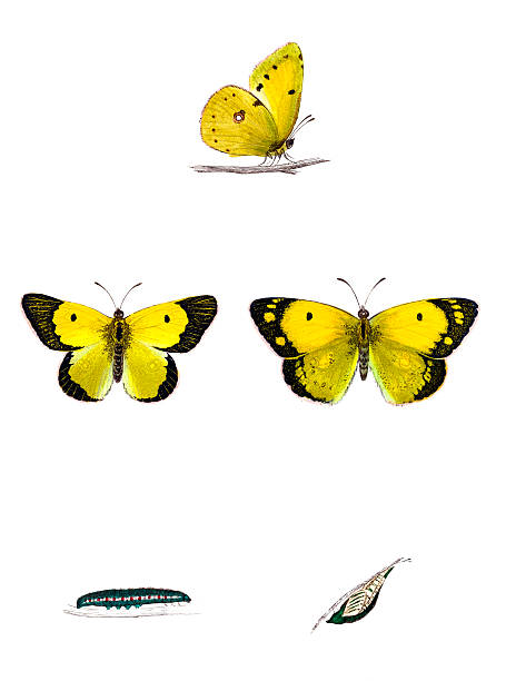 Clouded Yellow - Hand Coloured Engraving Clouded Yellow Butterfly with Caterpillar and Chrysalis butterfly colias hyale stock illustrations