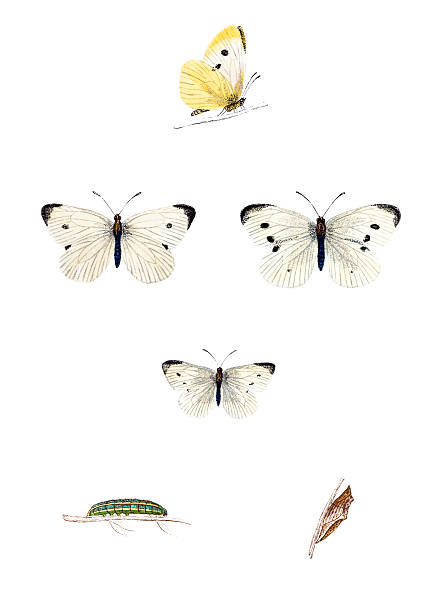 小型白色－ハンド色の彫りこみ文字 - victorian style engraved image lepidoptera wildlife点のイラスト素材／クリップアート素材／マンガ素材／アイコン素材