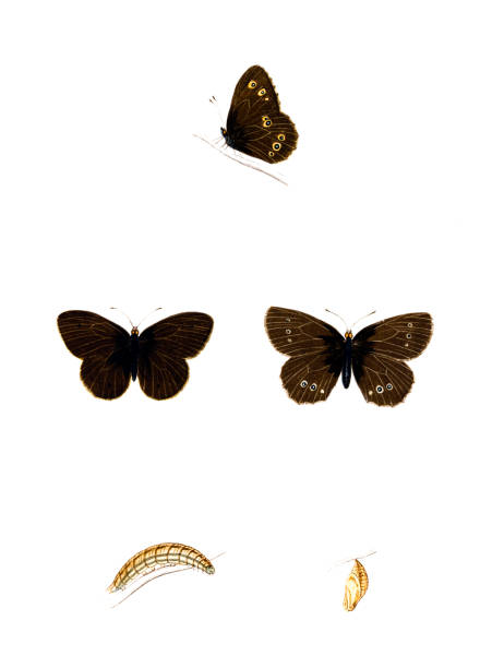 木製 ringlet ハンド色の彫りこみ文字 - victorian style engraved image lepidoptera wildlife点のイラスト素材／クリップアート素材／マンガ素材／アイコン素材