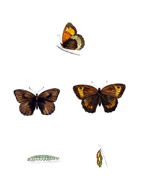 広々とした草地ブラウン-ハンド色の彫り込み - victorian style engraved image lepidoptera wildlife点のイラスト素材／クリップアート素材／マンガ素材／アイコン素材