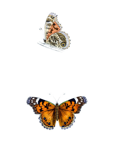 ilustraciones, imágenes clip art, dibujos animados e iconos de stock de escaso bella dama mano de color, grabado - victorian style engraved image lepidoptera wildlife