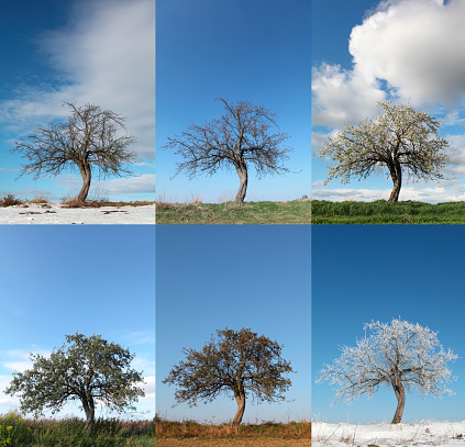 Lonely apple tree in various seasons during one year