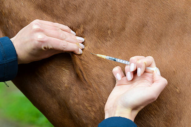 veterinary making injektion doctor for the horse making injektion anti doping stock pictures, royalty-free photos & images