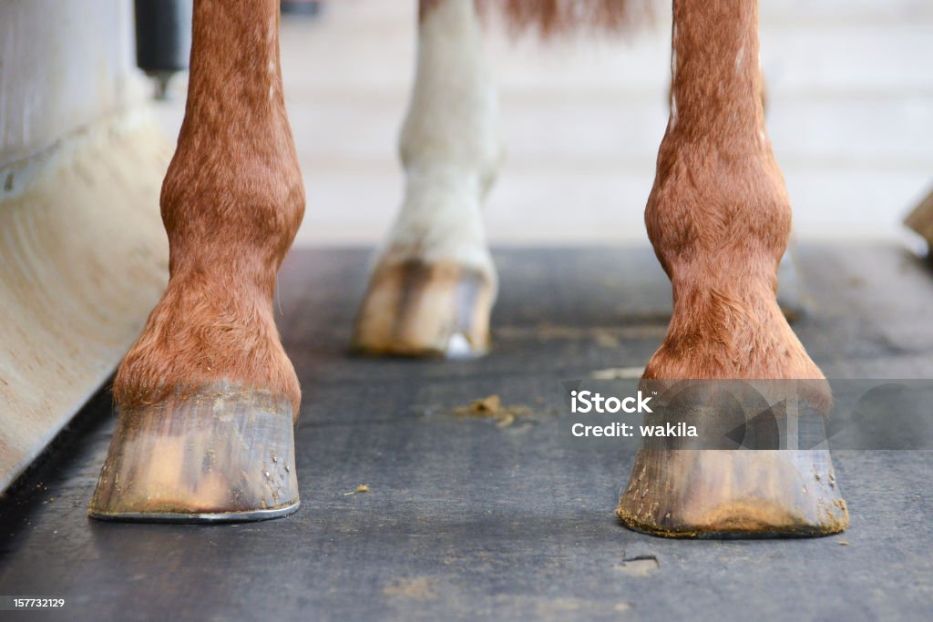 Cheval sur tapis de course - Photo de Cheval libre de droits