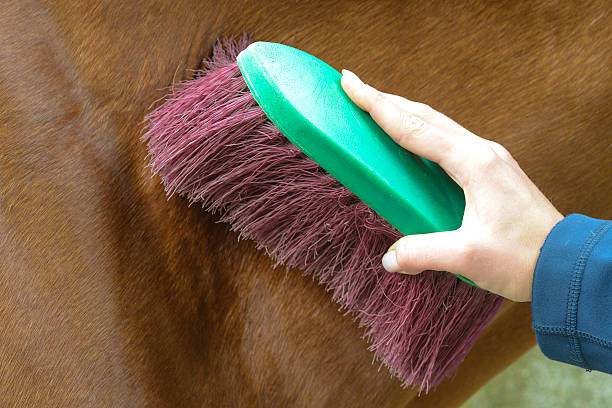 animal brushing