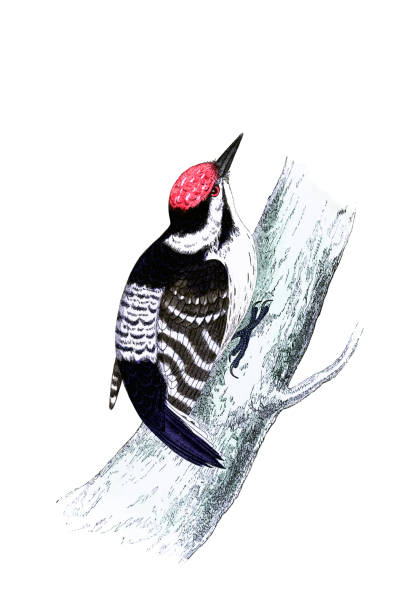 Lesser Spotted Woodpecker - Hand Coloured Engraving Lesser Spotted Woodpecker - Hand Coloured Engraving lesser spotted woodpecker stock illustrations