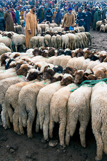 sheep walk in grass field