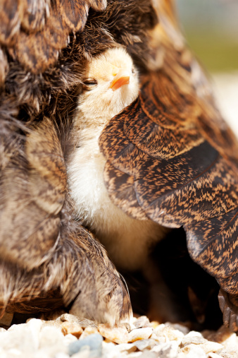 A newly hatched bantam chick nestled under it's mother's wing