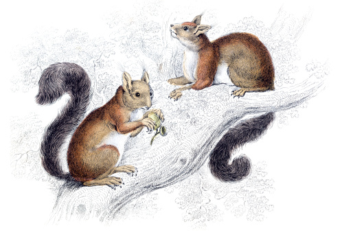 Red Squirrel - Hand Coloured Engraving