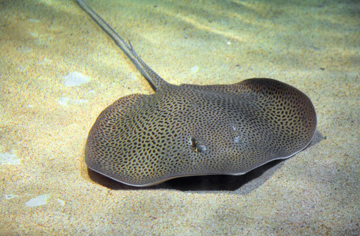 Stingray fish swimming in the clear waters.