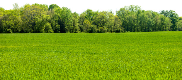 Vista panorámica de los árboles aislados de primavera con primer plano de campo de hierba photo