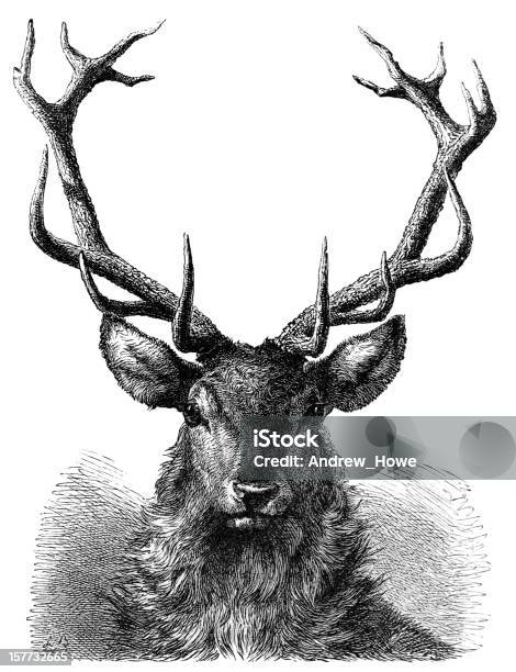 Ilustración de Red Deer Despedida De Grabado y más Vectores Libres de Derechos de Ciervo - Ciervo, Ciervo venado, Ilustración