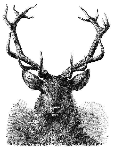 ilustrações, clipart, desenhos animados e ícones de red deer stag cabeça engraving - veado