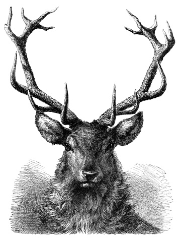 Red Deer Stag Head - 19th century Engraving