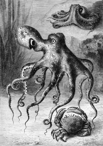 Octopus - 19th century Engraving