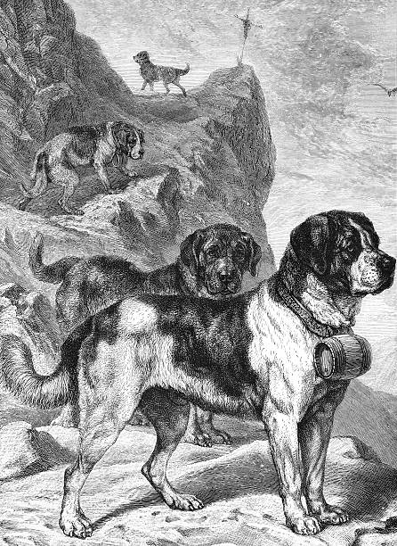 St Bernard Dog Engraving St Bernard Dog - 19th century Engraving rescue dogs stock illustrations