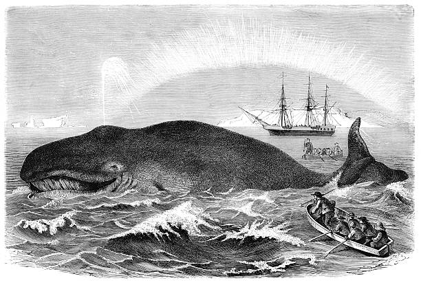 ilustraciones, imágenes clip art, dibujos animados e iconos de stock de ballena caza de grabado - cachalote