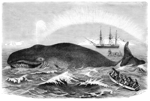 Whale Hunting  - 19th century Engraving