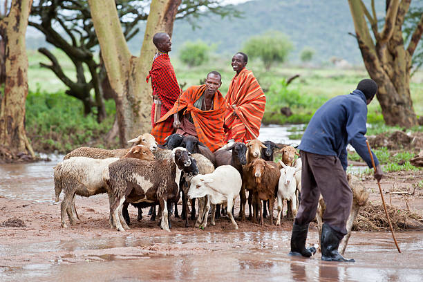 African men Masai Mara, Kenya - May 8, 2012 - An unidentified African men with sheep herd near the muddy water on May 8, 2012 in Masai Mara, Kenya. The Masai are a Nilotic ethnic group of semi-nomadic people located in Kenya and Tanzania. sheep flock stock pictures, royalty-free photos & images