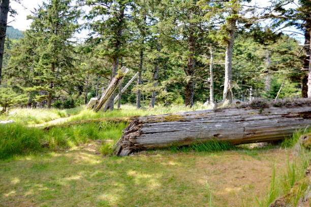 Historic Totem Poles at Skedans, Haida Gwaii Historic Totem Poles at Skedans, Haida Gwaii, BC, Canada haida gwaii totem poles stock pictures, royalty-free photos & images