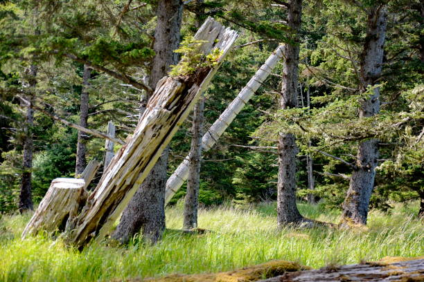 Historic Totem Poles at Skedans, Haida Gwaii Historic Totem Poles at Skedans, Haida Gwaii, BC, Canada haida gwaii totem poles stock pictures, royalty-free photos & images