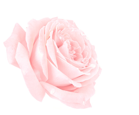 Flowers: Pink Rose