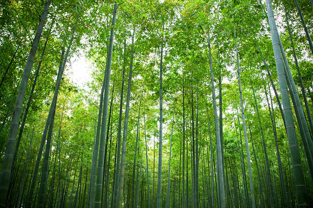bosque de bambú - tree bamboo tall japanese culture fotografías e imágenes de stock